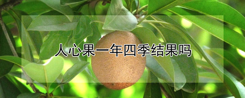 人心果一年四季结果吗 人心果树几年结果