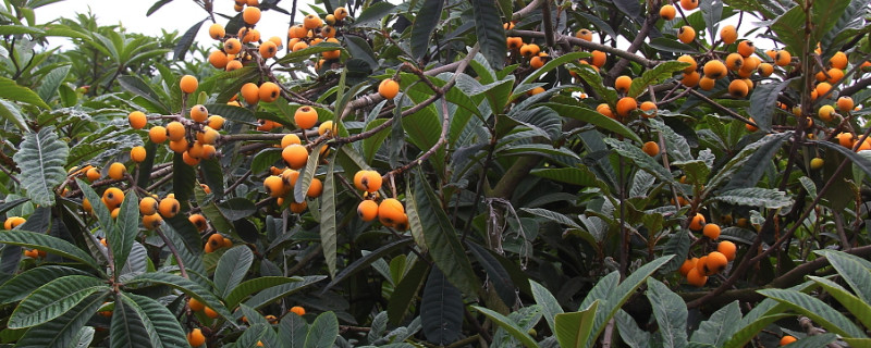 枇杷膨果期如何施肥 枇杷什么时候施膨果肥