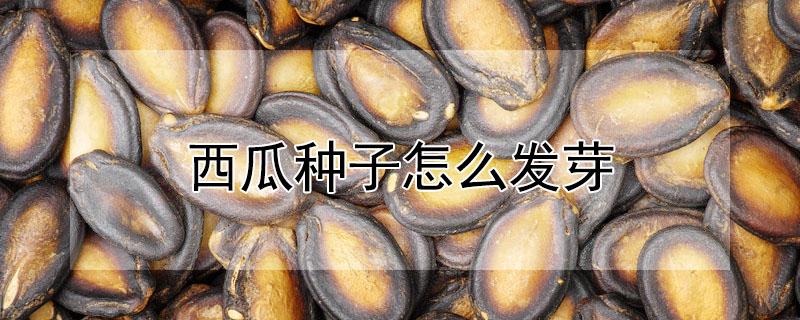 西瓜种子怎么发芽 西瓜种子怎么发芽(催芽
