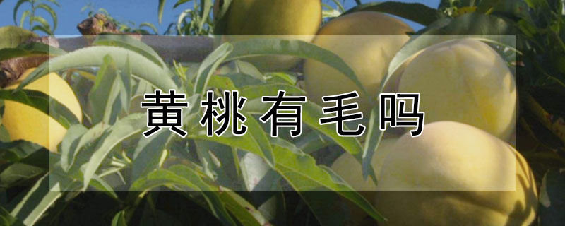黄桃有毛吗（黄桃有不长毛的吗）