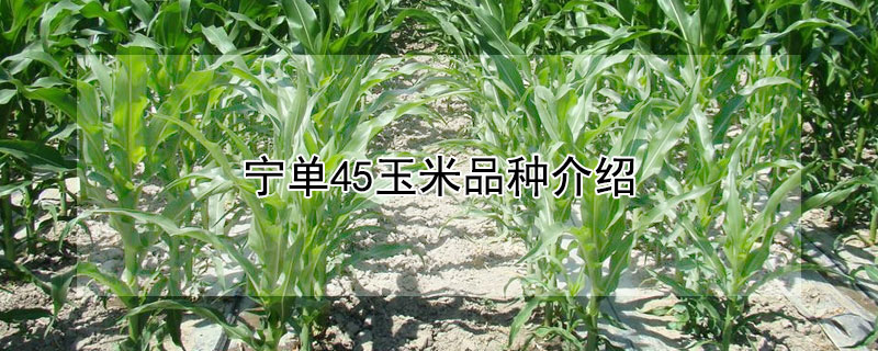 宁单45玉米品种介绍（宁单45玉米品种怎么样）
