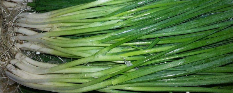 四季小香葱的种植方法（四季小香葱的种植方法和时间）