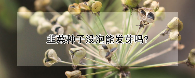 韭菜种子没泡能发芽吗?（韭菜种子没泡能发芽吗能吃吗）