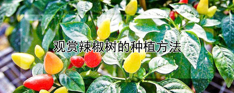 观赏辣椒树的种植方法（观赏辣椒树的种植方法和技术）