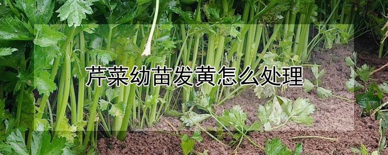 芹菜幼苗发黄怎么处理（芹菜苗发黄不长咋办）