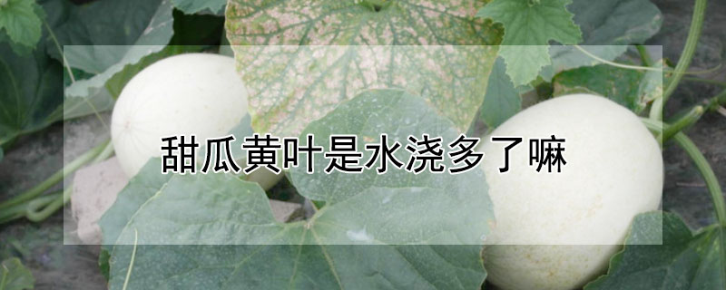 甜瓜黄叶是水浇多了嘛 黄瓜浇水过多顶部叶子发黄怎么办