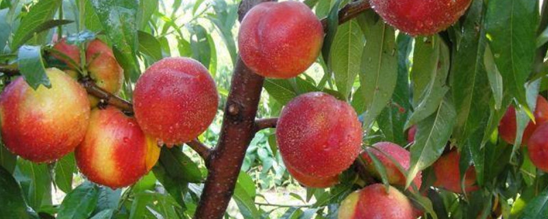 油桃是怎么培育出来的（油桃是怎么培育出来的视频）