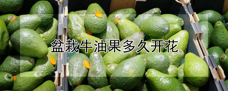 盆栽牛油果多久开花 盆栽牛油果多久开花啊