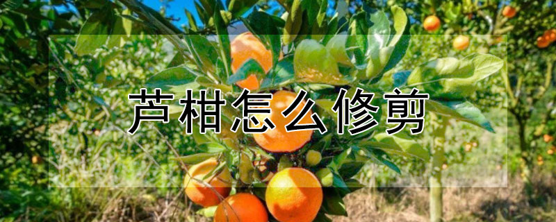 芦柑怎么修剪 芦柑怎么修剪好看