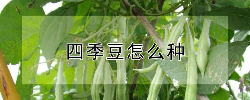 四季豆怎么种 四季豆怎么种植和管理