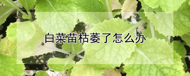 白菜苗枯萎了怎么办 小白菜苗枯萎