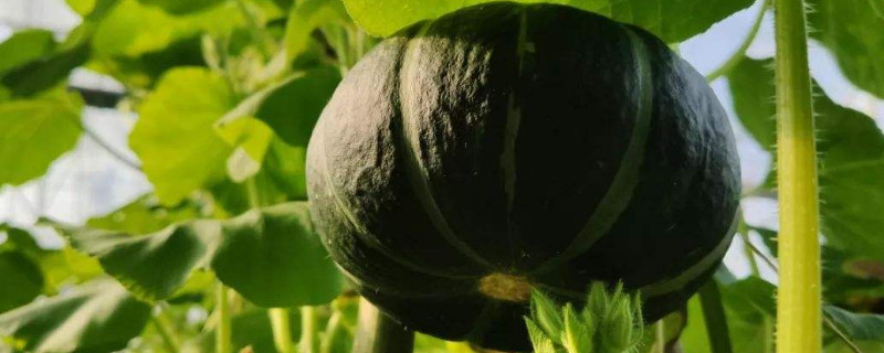 南瓜种植方法及注意事项（南瓜种植方法及注意事项视频）