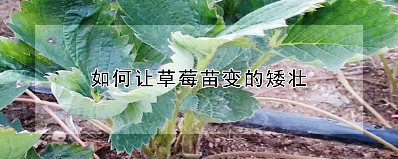如何让草莓苗变的矮壮 如何让草莓苗变的矮壮呢
