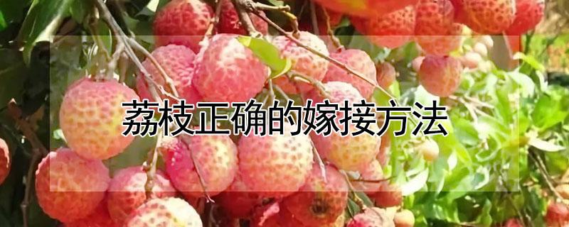 荔枝正确的嫁接方法 荔枝正确的嫁接方法视频