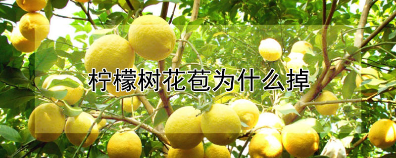 柠檬树花苞为什么掉（柠檬树花苞为什么掉落）