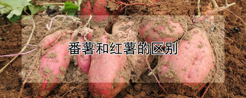 番薯和红薯的区别 番薯和红薯的区别百度百科