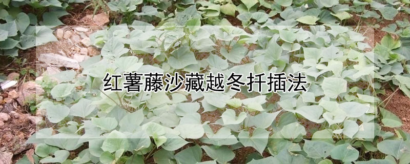 红薯藤沙藏越冬扦插法（红薯藤沙藏越冬扦插法研究与运用）
