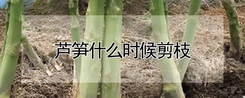 芦笋什么时候剪枝 芦笋什么时候剪最好