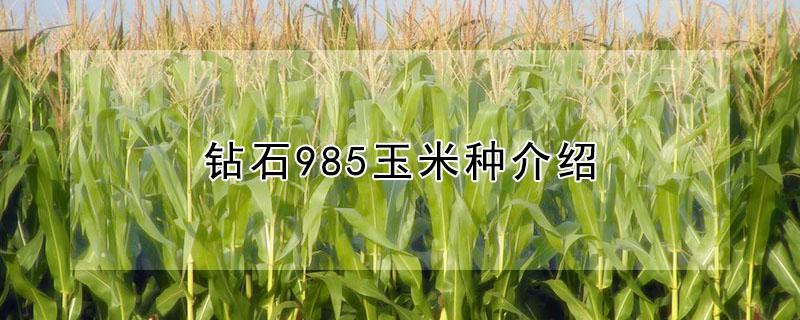 钻石985玉米种介绍 钻石985玉米种每亩多少钱