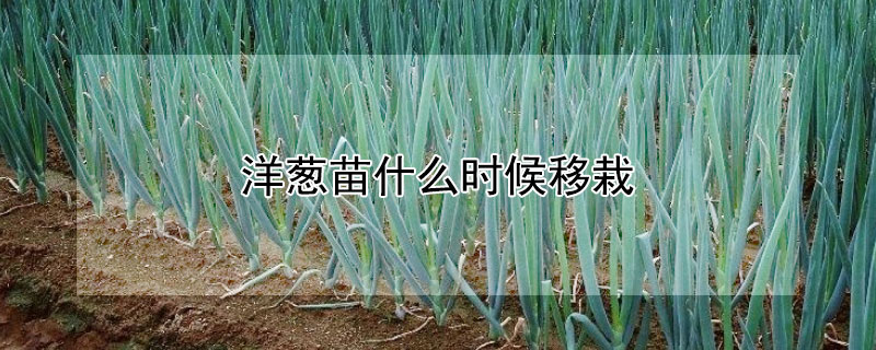 洋葱苗什么时候移栽 洋葱苗什么时候移栽最合适