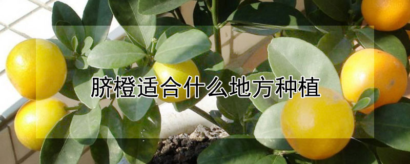 脐橙适合什么地方种植（脐橙适合哪里种植）