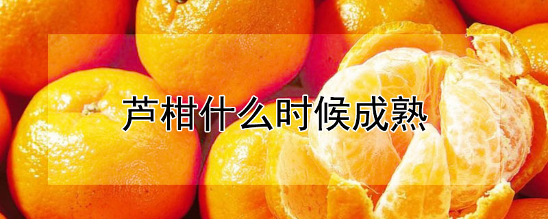 芦柑什么时候成熟（长泰芦柑什么时候成熟）