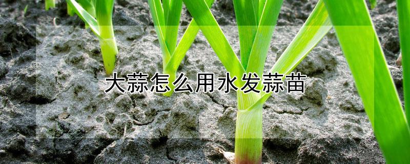 大蒜怎么用水发蒜苗 大蒜用水怎么种蒜苗