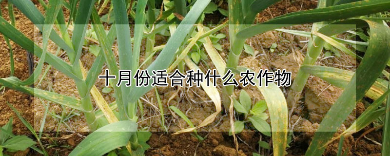 十月份适合种什么农作物（十月初适合种什么农作物）
