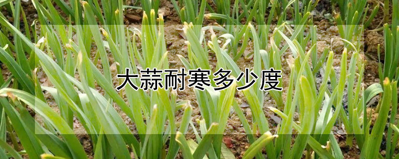 大蒜耐寒多少度（大蒜可以耐最低的温度）