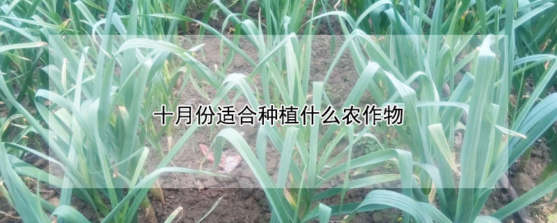 十月份适合种植什么农作物 农历十月种植什么作物