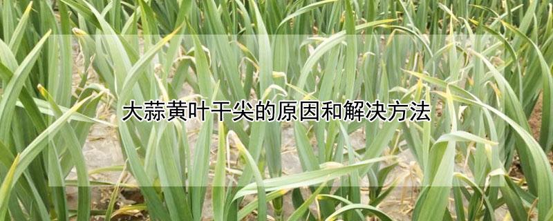 大蒜黄叶干尖的原因和解决方法 大蒜黄叶干尖的原因和解决方法图片