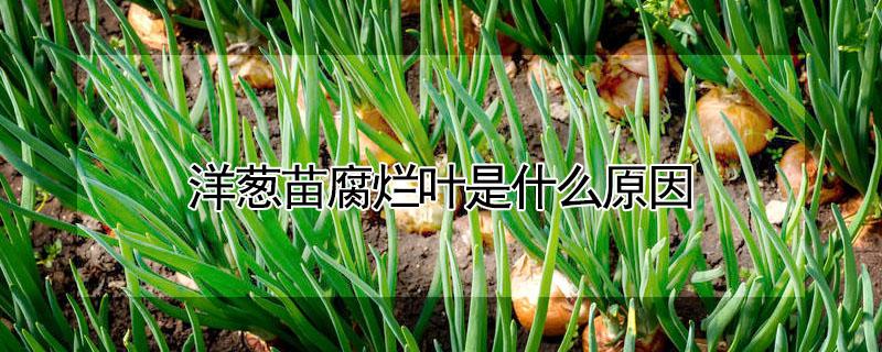 洋葱苗腐烂叶是什么原因 洋葱茎腐病