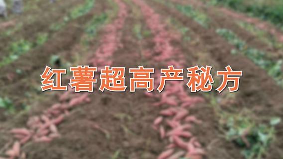 红薯超高产方法 种红薯实用高产的新方法