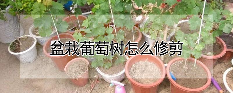 盆栽葡萄树怎么修剪 盆栽葡萄树怎么修剪造型