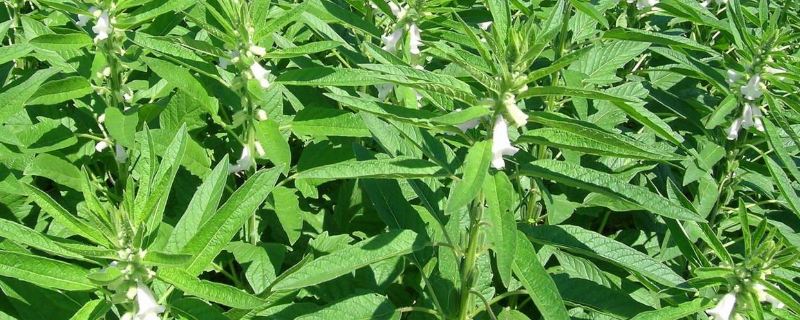 芝麻的种植方法（芝麻的种植方法与管理技术）