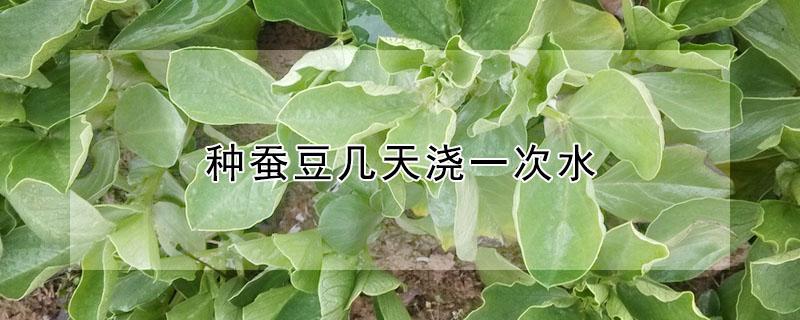 种蚕豆几天浇一次水（种蚕豆需要浇水吗）