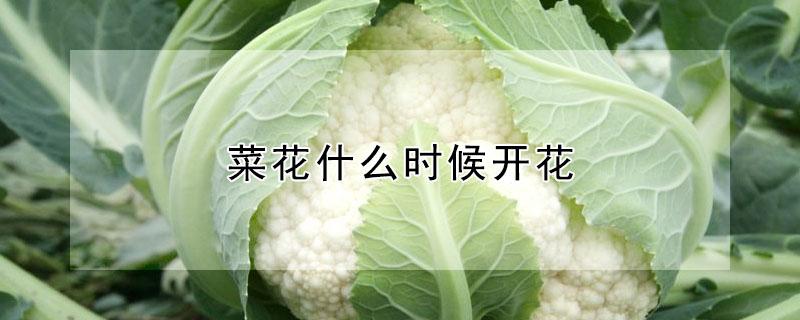 菜花什么时候开花 内蒙古油菜花什么时候开花