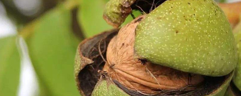 核桃什么时候成熟（核桃什么时候成熟采摘）