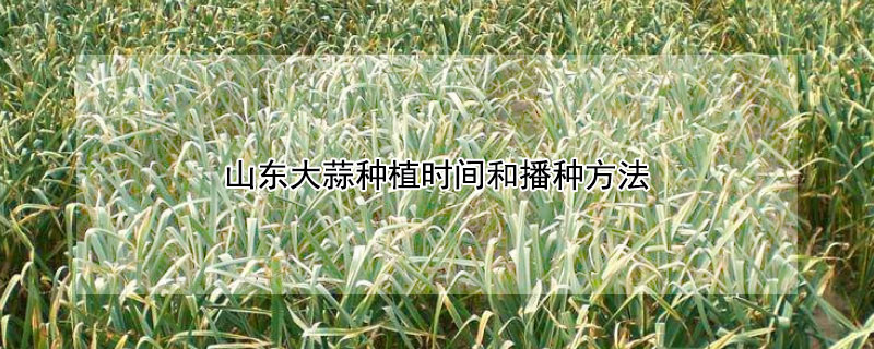 山东大蒜种植时间和播种方法 山东大蒜种植时间和播种方法图片