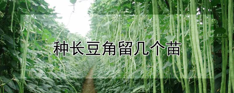 种长豆角留几个苗（种长豆角留几个苗合适）