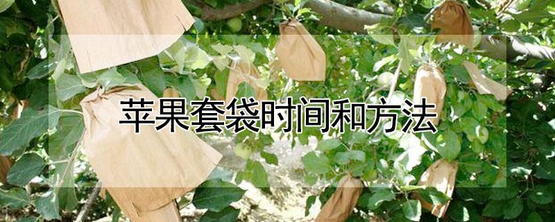 苹果套袋时间和方法（苹果什么时间套袋?套袋前后注意什么问题?）