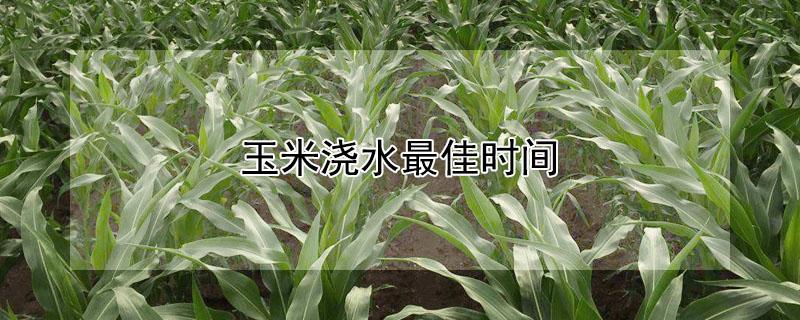 玉米浇水最佳时间 玉米的浇水的最佳时间