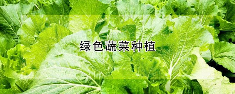 绿色蔬菜种植（绿色蔬菜种植加盟）