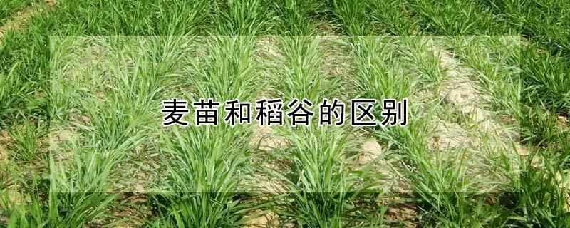 麦苗和稻谷的区别 麦苗和稻谷的区别在哪里