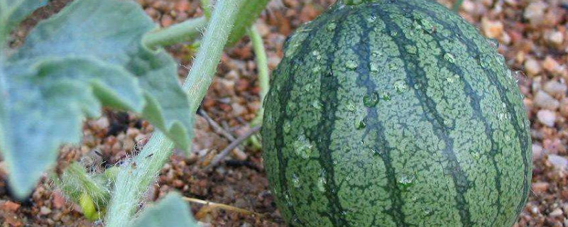 西瓜秧怎么修剪结瓜多 西瓜秧怎么修剪结瓜多视频