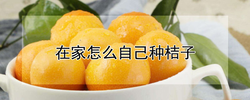 在家怎么自己种桔子（在家怎么自己种桔子呢）