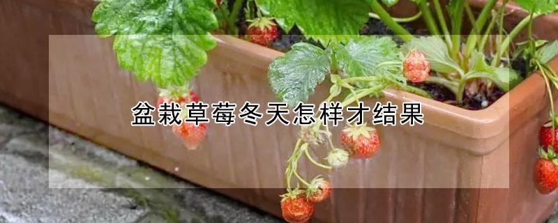 盆栽草莓冬天怎样才结果（盆栽草莓冬天怎样才结果好）