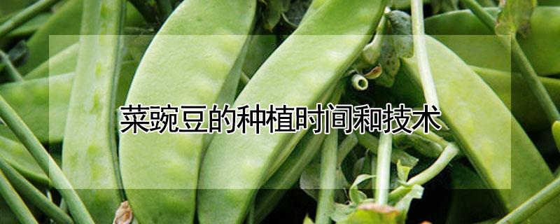 菜豌豆的种植时间和技术（菜豌豆的种植时间和技术介绍）