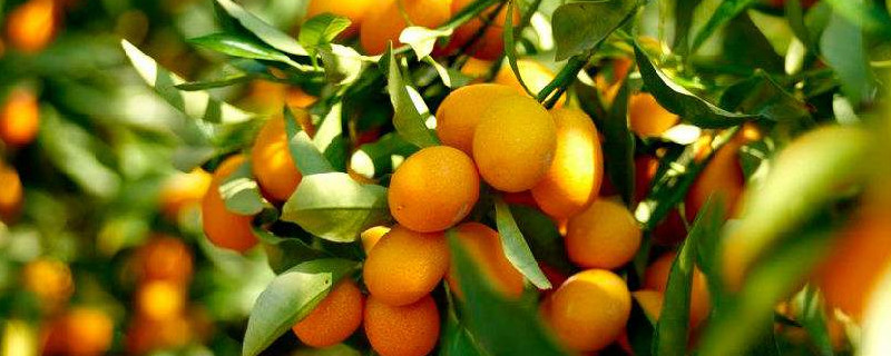 金桔开花怎么维护 金桔开花怎么维护和保养