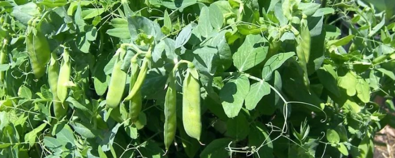 豌豆在家怎么种 豌豆在家怎么种植方法